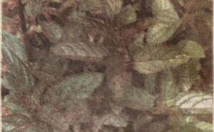 Мята перечная фото