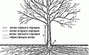 Освещенность и прочность кроны фото