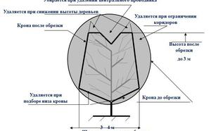 Освещенность и прочность кроны фото