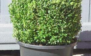 О самшите фото