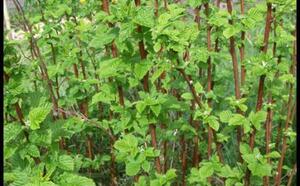 Малина - Сажайте реже! фото