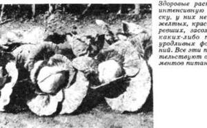 Так что же такое "Огород по Миттлайдеру" фото