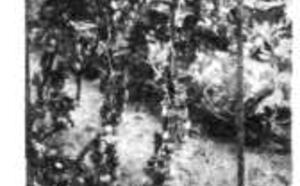 Так что же такое "Огород по Миттлайдеру" фото