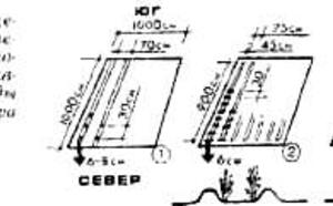 Картофель с одной сотки фото