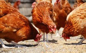 Минеральное питание для птицы фото