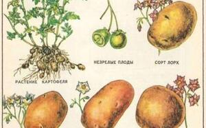 Картофель: какой сорт выбрать? фото