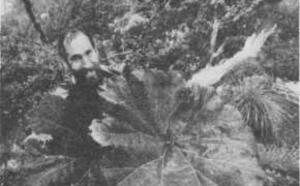 Гуннера шероховатая - трава с самыми большими ли­стьями фото