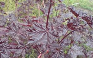 Посадочный материал фото