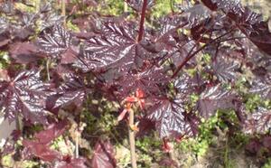 Посадочный материал фото