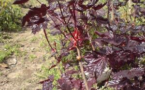 Посадочный материал фото