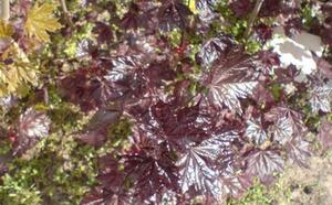 Посадочный материал фото