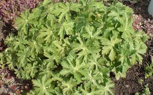 Посадочный материал фото