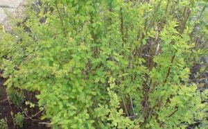 Посадочный материал фото