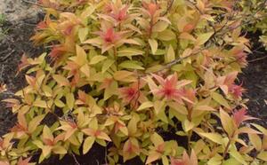 Посадочный материал фото