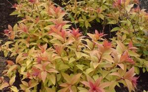 Посадочный материал фото