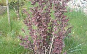 Посадочный материал фото