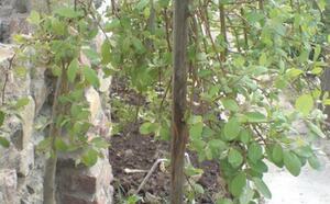 Посадочный материал фото