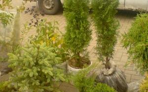 Жлобинский кирмаш 2012 фото