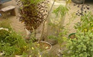 Жлобинский кирмаш 2012 фото