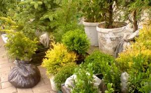 Жлобинский кирмаш 2012 фото