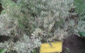 Зимний сад (г.Гомель) фото