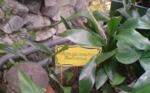 Зимний сад (г.Гомель) фото