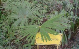 Зимний сад (г.Гомель) фото