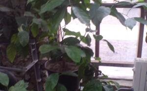 Зимний сад (г.Гомель) фото