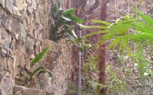 Зимний сад (г.Гомель) фото