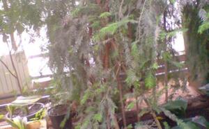 Зимний сад (г.Гомель) фото