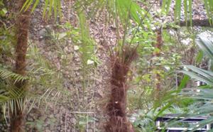 Зимний сад (г.Гомель) фото