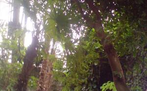 Зимний сад (г.Гомель) фото