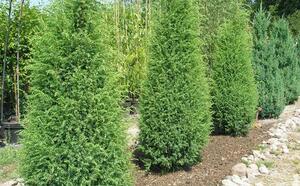 Можжевельник обыкновенный фото