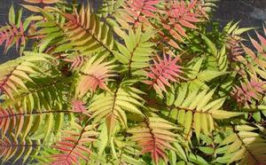 Рябинник рябинолистный фото