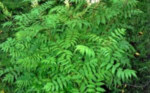 Рябинник рябинолистный фото