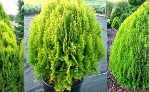 Туя восточная 'Aurea Nana' фото