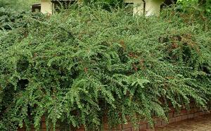 Кизильник горизонтальный фото