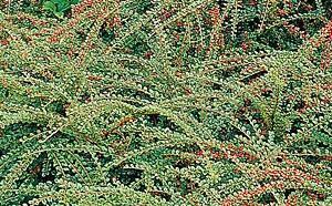 Кизильник горизонтальный фото