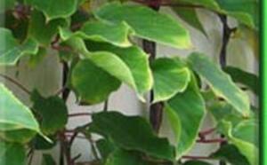 Актинидия острая (аргута) фото