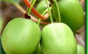 Актинидия острая (аргута) фото