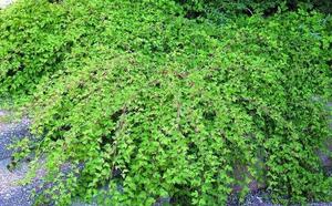 Стефанандра надрезаннолистная фото