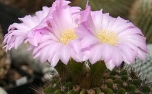 Акантокалициум фиолетовый фото