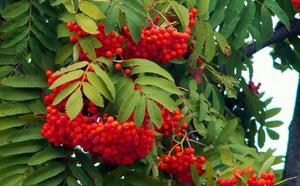 Рябина обыкновенная фото