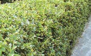 Кизильник блестящий фото