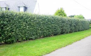 Кизильник блестящий фото