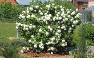 Калина обыкновенная Бульденеж (Снежный шар)  фото