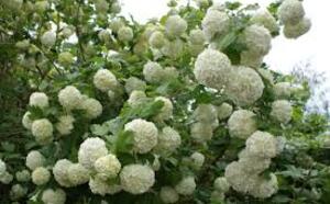 Калина обыкновенная Бульденеж (Снежный шар)  фото