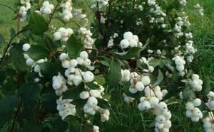 Снежноягодник белый фото