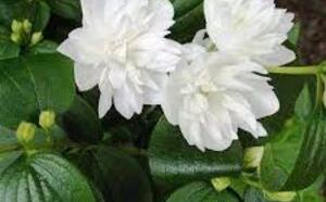 Чубушник гибридный 'Minnesota Snowflake' фото