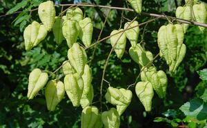 Мыльное дерево (Кельрейтерия метельчатая) фото